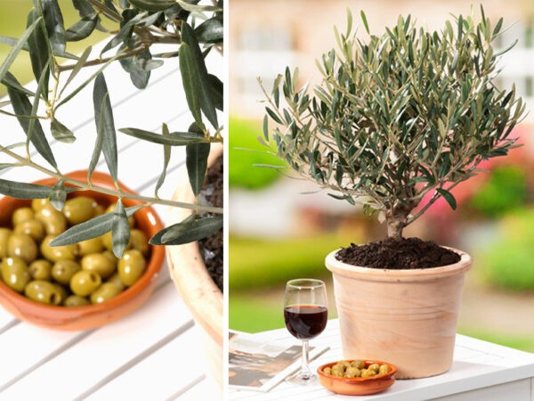 Olijfboom in pot - set van 2
