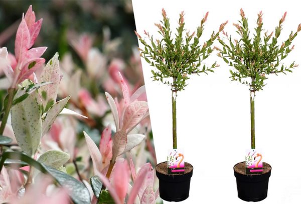 Salix boompjes in de aanbieding