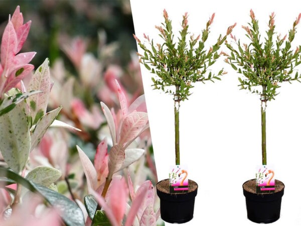 Salix boompjes in de aanbieding