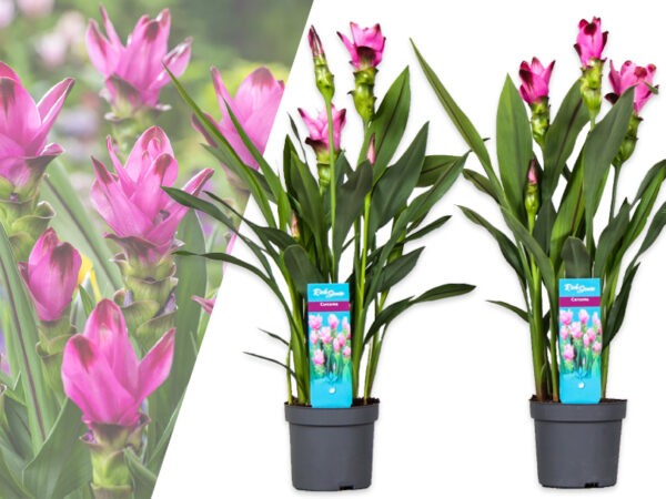 Kamerplant kopen? Hier extra goedkoop!