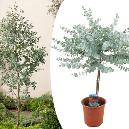 Eucalyptus boom voor binnen en buiten