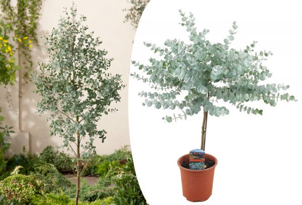 Eucalyptus boom voor binnen en buiten