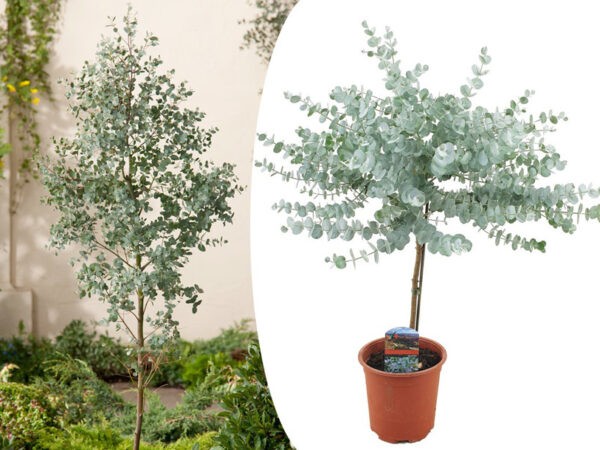 Eucalyptus boom voor binnen en buiten