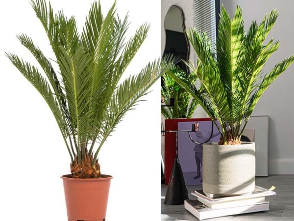 Sagopalm Cycas - Met Mooie Gekrulde Bladeren! ...