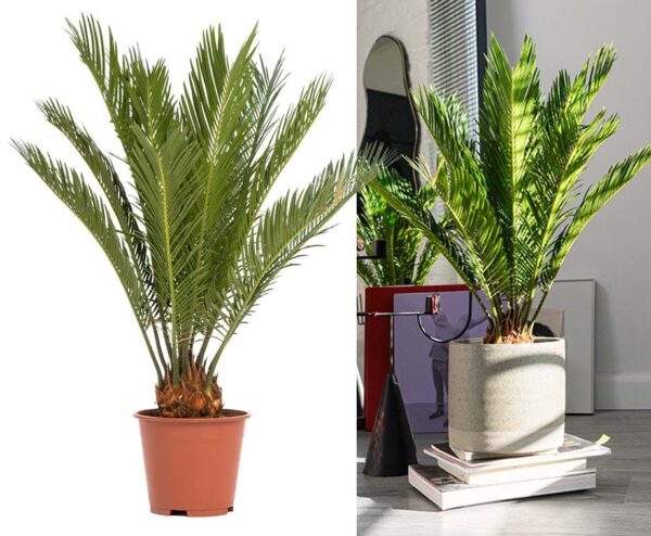 Sagopalm Cycas - Met Mooie Gekrulde Bladeren! ...