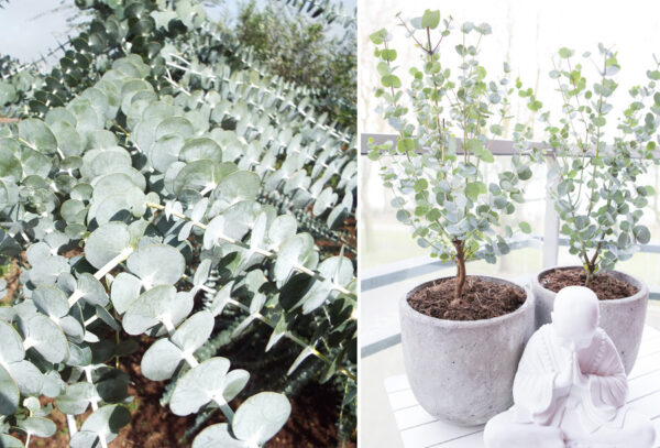 Eucalyptus planten met korting