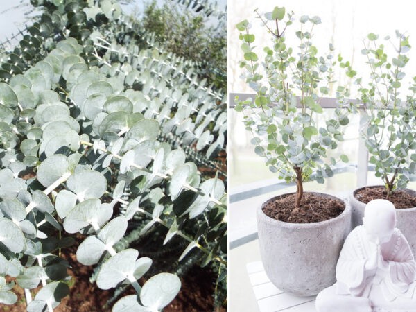 Eucalyptus planten met korting
