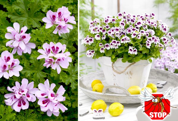 Geraniums tegen muggen