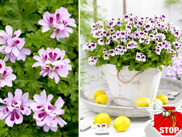 Geraniums tegen muggen
