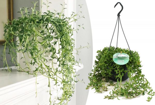 Hangende vetplant met korting!