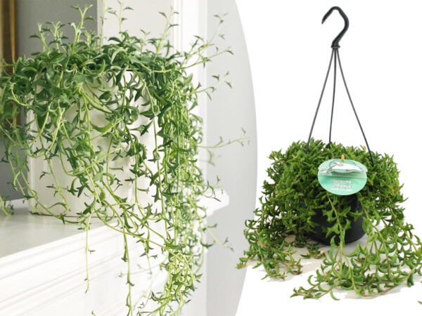 Hangende vetplant met korting!