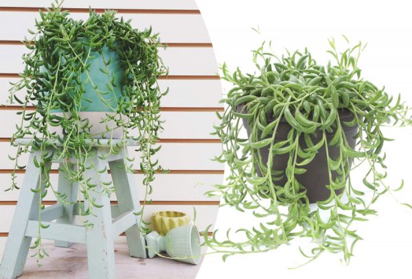Hangplant met korting!