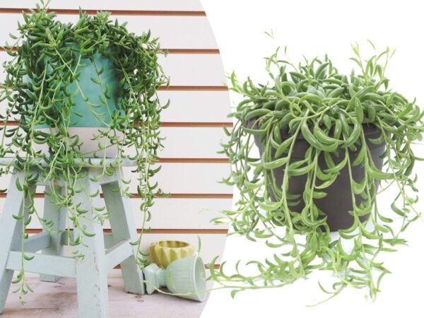 Hangplant met korting!