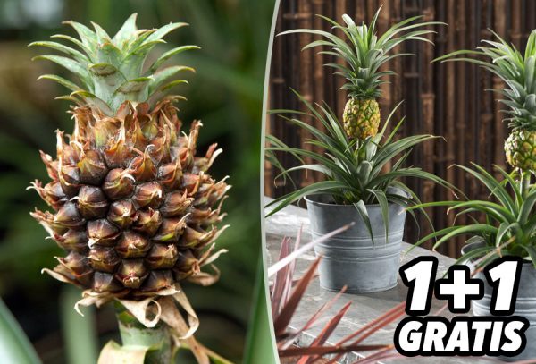Tropische ananasplanten met korting
