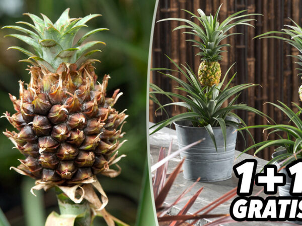 Tropische ananasplanten met korting