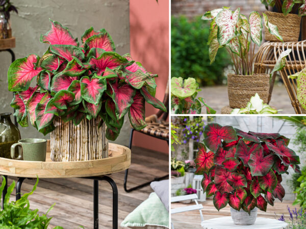 In de uitverkoop: Caladiums