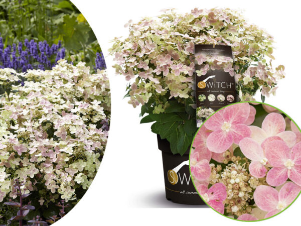 Hortensia die van kleur verandert!