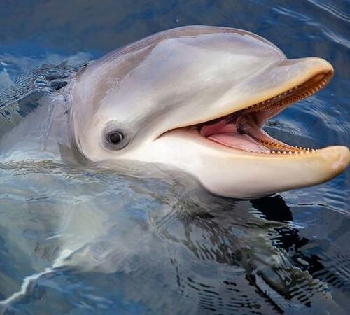 Dolfinarium tickets (2 p.)