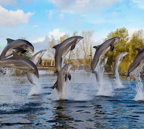 Dolfinarium tickets (2 p.)