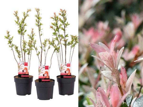 Salix Flamingo Struiken - 3 HALEN = 1 BETALEN! ...
