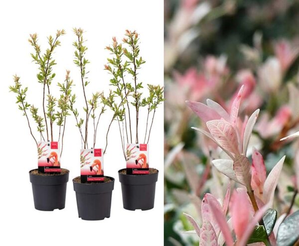 Salix Flamingo Struiken - 3 HALEN = 1 BETALEN! ...