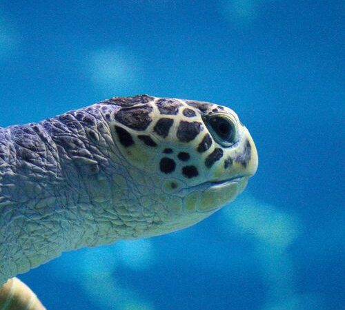 Uniek: peter of meterschap zeeschildpad Cracker