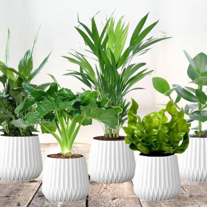 Set van 5 luchtzuiverende kamerplanten met korting