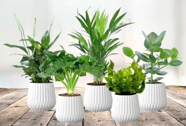 Set van 5 luchtzuiverende kamerplanten met korting