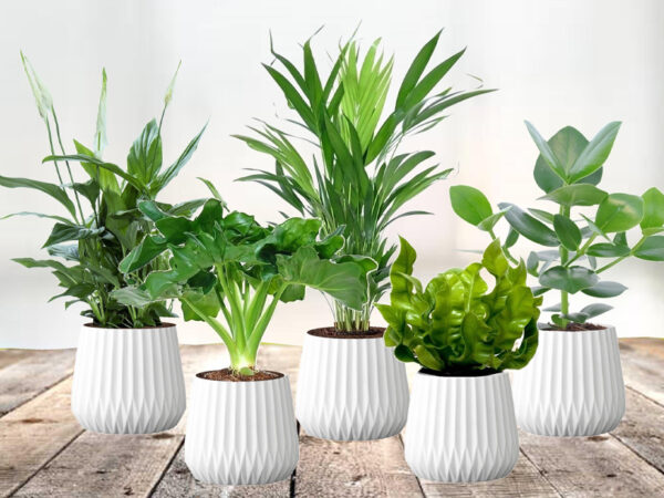 Set van 5 luchtzuiverende kamerplanten met korting