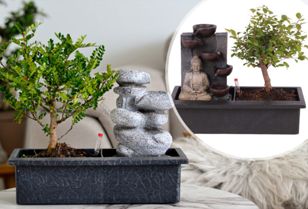 Bonsai boom kopen | Goedkoop
