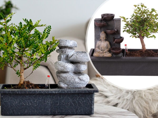 Bonsai boom kopen | Goedkoop