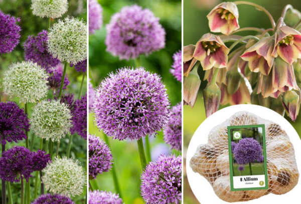 Allium bloembollen in de aanbieding
