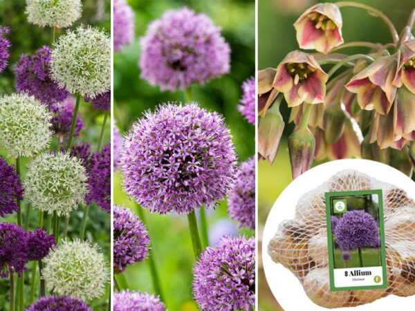 Allium bloembollen in de aanbieding