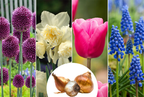 Voorjaarsbloemen in de sale