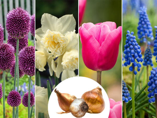 Voorjaarsbloemen in de sale