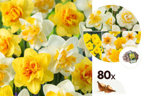 Narcissen in de aanbieding