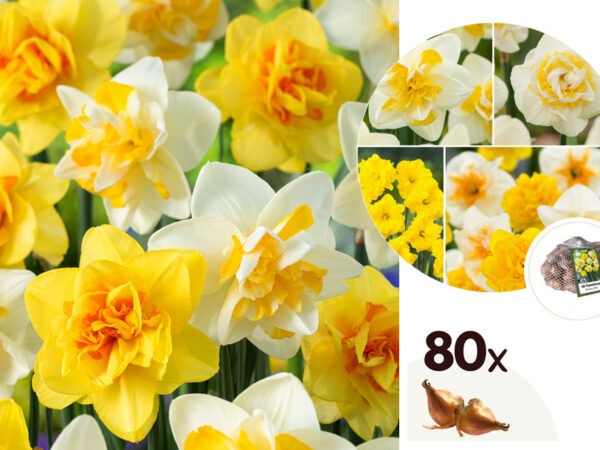 Narcissen in de aanbieding