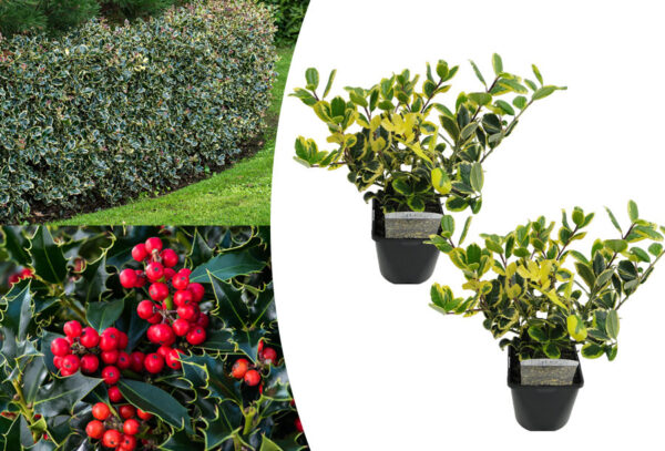 Set van 2 Ilex hulsten