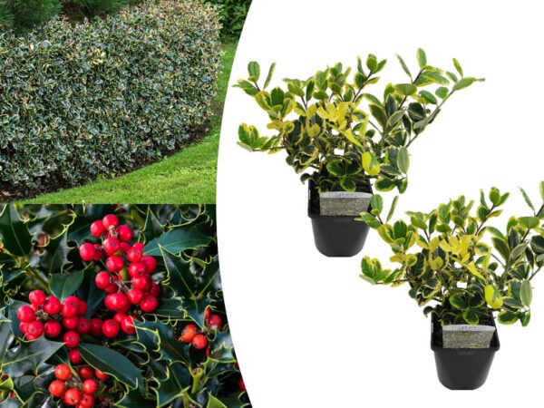 Set van 2 Ilex hulsten