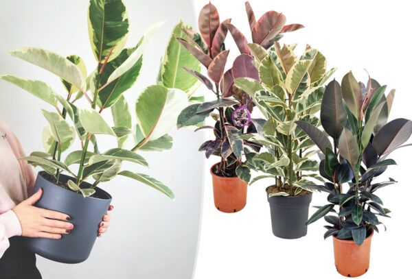 Kamerplant ficus elastica in de aanbieding