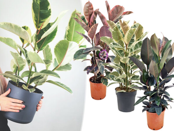 Kamerplant ficus elastica in de aanbieding