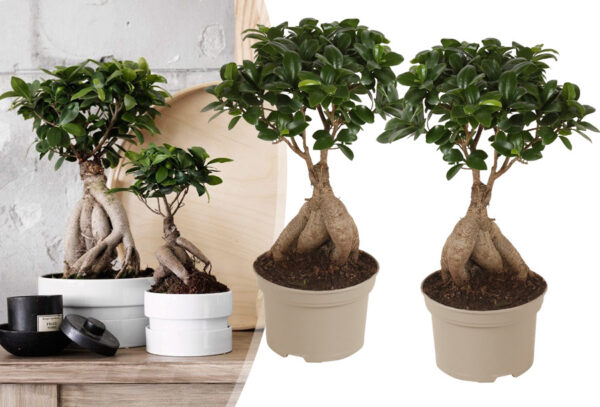 Bonsai Ficus ginseng - set van 2