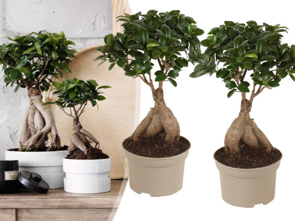 Bonsai Ficus ginseng - set van 2