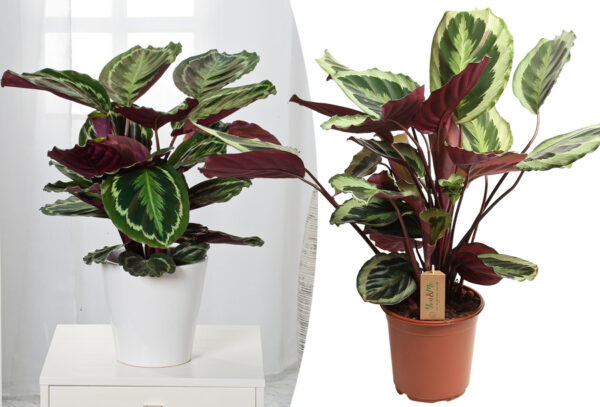 Calathea plant groot