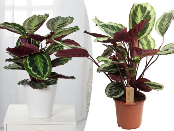 Calathea plant groot