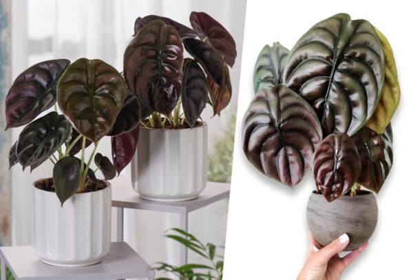 Alocasia binnenplant - set van 2