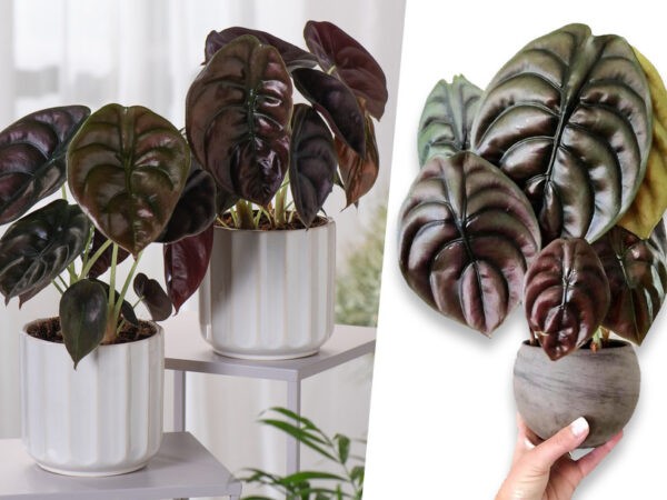 Alocasia binnenplant - set van 2