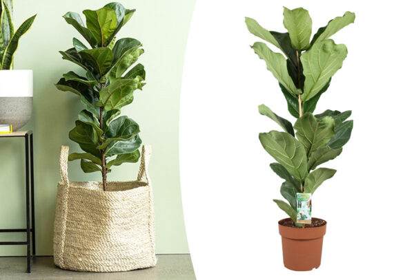 Ficus lyrata in de aanbieding