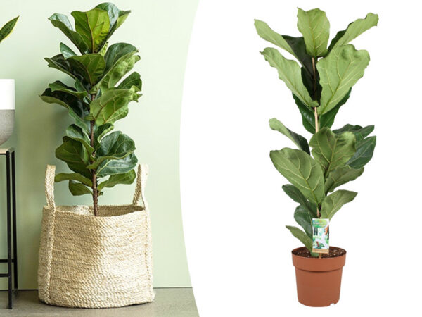 Ficus lyrata in de aanbieding
