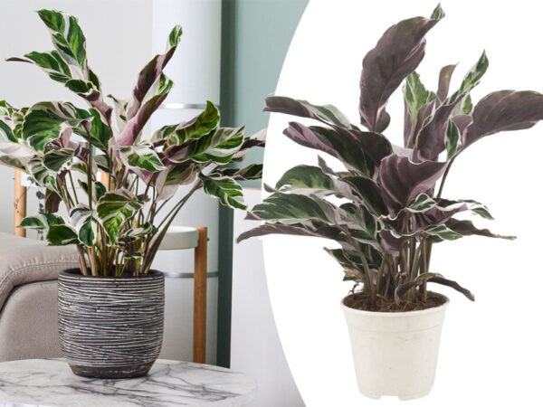 Calathea fusion white kamerplant met korting